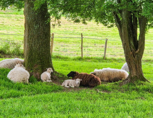 mouton exteieur